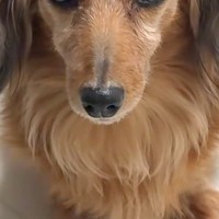 『どんな寝方したのｗｗ』寝起きのおばあちゃん犬→髪型を見てみると…とんでもない『寝ぐせ』になった光景が8万再生「パヤパヤｗ」「愛おしい」