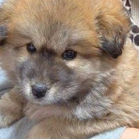 タヌキのようにコロコロしていた保護子犬→数ヶ月後…もはや別犬？衝撃的な『見た目の変化』に反響「想像してたのと全然違う」「変わりすぎｗ」