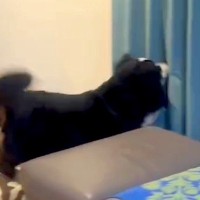 犬に内緒で『2ヶ月ぶりの帰省』→カーテンの裏に隠れてみた結果…素敵すぎる『気付いた瞬間の光景』が29万再生「犬の愛は無条件」「嬉しいね」