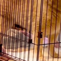 『ポメラニアン…？』もはや小型犬とは思えない『巨大すぎる光景』に23万再生の反響「唯一無二でかわいいｗ」「スピッツみたいになってて草」