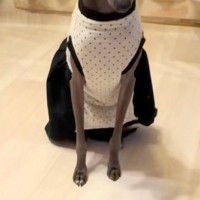 ご飯を早く食べ過ぎてしまった犬→他のワンコの食事中に…『自分は食べてない』まさかの態度と表情に反響「切なくてかわいい」「あるあるｗ」