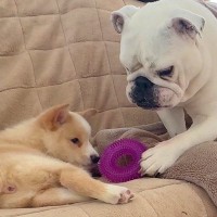 介護が必要な子犬に、先住犬が『大切なおもちゃ』を持ってきて…あまりにも尊い『感動的な光景』に反響「なんて優しい世界…」「涙がでてきた」