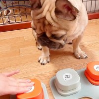 犬たちに『しゃべるボタン』の使い方を教えようと思ったら…コント過ぎる『予想外な光景』が118万再生「おやつ一択ｗｗ」「笑いすぎて涙出た」