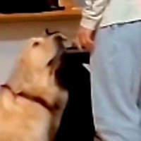 『盛大ないたずらをした大型犬』をお父さんが叱った結果…まるで人間のような『反省の態度』が話題「怒れないってｗｗ」「飼い主負けてて草」