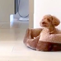 仕事中、ふと『犬の様子をカメラで確認した』結果→なぜか洋服を…仕事に行きたくなくなる『切ない光景』が189万再生「こんなん家出れない」