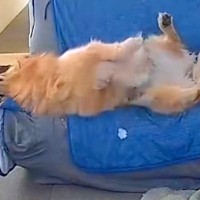ソファで背伸びする大型犬→足を滑らせ『落ちる』かと思いきや…予想外だった『スマートすぎる光景』に反響「着地してて草」「お隣さんがｗ」