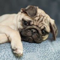 『ニオイが強い』犬種5選　主な原因や体臭を減らすためのお手入れポイントまで