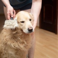 犬の『換毛期』にしてはいけない絶対NG行為5選　考えられるトラブルや適切なケアまで