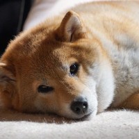 『毛がたくさん抜ける』犬種4選　治療が必要な脱毛の見分け方や抜け毛対策まで
