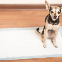 犬の『トイレを設置してはいけない場所』5選　愛犬を不快にさせるNG条件とは？