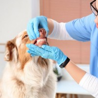 犬が亡くなるかもしれない『口腔内の病気』６選　早期発見のために飼い主がすべきことまで