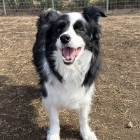 サービス精神旺盛な犬が『親子連れ』を発見→『どうする？』と聞きにきて…まさかの『賢すぎる行動』に1万いいね「エンターテイナー」「お利口」