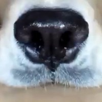 ロボット掃除機を使い始めた結果→家にいた大型犬を…思いがけない『まさかの活躍』に17万いいね集まる「ペットカメラ上位互換ｗ」「最高かよ」