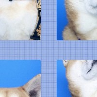 初めて『証明写真の撮影』に挑戦する柴犬→あまりにも可愛い『完成した写真』に絶賛の声「最高の空間」「NG例も良すぎるｗ」と30万表示の反響