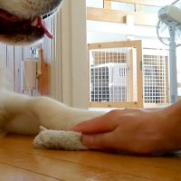 雑巾がけ中、大型犬が邪魔だったので『どいて』とお願いした結果…わざと過ぎる『まさかの対応』に反響「わかってやってるｗ」「犯罪級の可愛さ」