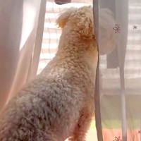 窓際で外を眺めている小型犬→ふと『足下』を見てみると…『思わず二度見する光景』が33万再生「すごいバランス力」「プルプル可愛いｗ」と反響