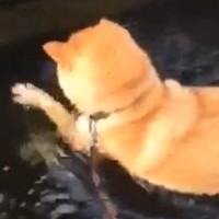 散歩中『水の中にあるなにか』を取ろうとする犬→必死に方法を考えて…思わず応援したくなる光景が66万再生「取りたいし、顔ぬらしたくないしw」