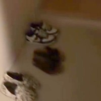 深夜に帰宅し『さすがに犬のお出迎えはないかな』と思ったら…電気をつけた瞬間→『まさかの光景』が18万再生「たまらない」「最高の時間」