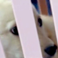 『怖がりで暴れると思う』と言われた保護犬→不安に思っていたら、車に乗って5分で…『まさかの光景』が238万再生「幸せに」「信頼してる」