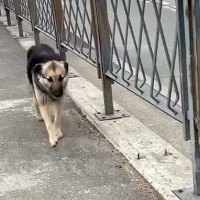 海外でランニングをしていたら『1匹の野良犬』がついてきて…『こんなことがあるんだ』素敵すぎる物語が26万再生「涙が出る…」「運命だね」