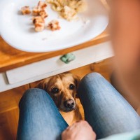 犬が飼い主に『催促している』ときにみせるサイン6つ　要求に対する正しい応え方まで