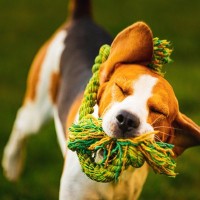 犬が『おもちゃを振り回す』理由とは？放っておいて大丈夫？安全に遊ばせるための配慮まで