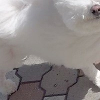 散歩をしている『モフモフの犬』→強風に吹かれた結果…『作画崩壊』してしまった光景が369万表示「風監督、仕事しすぎｗ」「歩くマシュマロ」