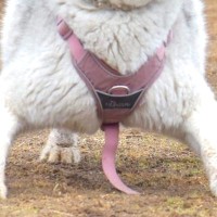 『知らん生物写ってた』ドッグランで遊ぶハスキー犬の写真を見返していたら…『原型を失っている光景』が290万表示「どすこいｗｗ」「可愛い」