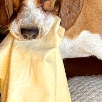 お風呂上がり、タオルを奪って逃走した犬→想像を遥かに超える『極悪すぎる表情』が27万表示「顔たまらんｗｗ」「悪い雰囲気が可愛い」と絶賛