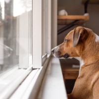 『留守番が苦手な犬』の共通点4選　孤独を感じやすいワンコの特徴や対策までご紹介