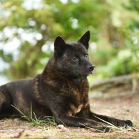 甲斐犬｜犬種の特徴と性格、飼い方や価格相場まで解説