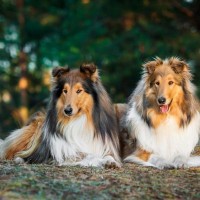 ラフ・コリー｜犬種の特徴と性格、飼い方や価格相場まで解説