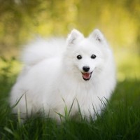 日本スピッツ｜犬種の特徴と性格、飼い方や価格相場まで解説