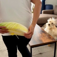 ガン手術を乗り越え、退院した犬→お祝いに『大好きな白菜』を用意した結果…涙腺崩壊する光景が133万再生「私が白菜育てる」「泣いてしまう」