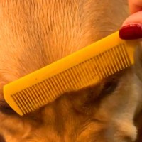 ブラッシングが苦手な大型犬→まるでアニメのような『衝撃のムキ顔』が253万再生「ブチギレた範馬勇次郎」「もののけ姫のモロｗｗ」と爆笑続々