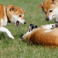 犬の世界でも『いじめ』は起こるの？犬同士の嫌がらせを防ぐために飼い主ができることはあるの？