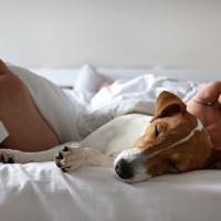 犬と一緒に寝ると運気が下がる？風水的に良くないといわれている理由まで解説