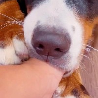 飼い主の親指が大好きな超大型犬→いつもおしゃぶりをして…見た目とは裏腹な『赤ちゃんすぎる光景』が61万再生「おっきい子供」「幸せそう」