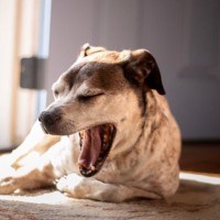 犬の『あくびが増える』危険な病気５選　今すぐに病院へ連れて行くべき症状とは？