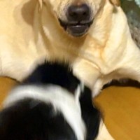 妹犬が優しい兄犬に『しつこく構ってアピールした』結果→少し疲れてしまい…まるで人間のような『表情』に2万いいね「顔ｗｗ」「優しさがｗ」