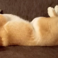 ソファでのんびり寝転がる犬→ふと様子を見てみたら、首が…絶対にくつろげていない『衝撃の姿勢』に反響