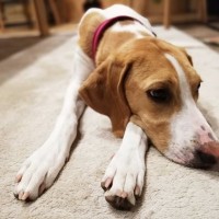 犬の『ストレスが溜まりすぎている』サイン５選　愛犬が限界を迎えているときにみせる行動まで