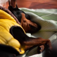 犬が『気象病』になっているときの症状5つ　季節の変わり目に注意すべきこととは？