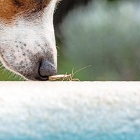 犬が虫を食べてしまったら…？起こり得るトラブルや危険な症状まで解説