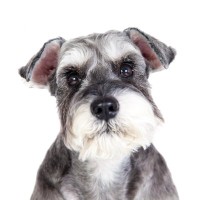 『癌になりやすい』犬種５選　発症する可能性が高い犬の特徴や早期発見する方法まで