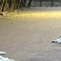 『嘘みたいだろ…』ドッグランに出かけた大型犬→はしゃぎ回るかと思ったら…まさかの『楽しみ方』に11万いいね「ドッグダラン」「可愛すぎ」