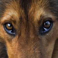 犬が『壁をじーっと見つめる』5つの心理　何かが見えているの？飼い主がすべき対応まで