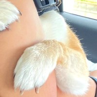 犬の幼稚園に到着した犬→まるで人間の子どものような『登園拒否の方法』に1万いいね集まる「解せぬお顔がｗ」「なんて可愛いの」と絶賛の声