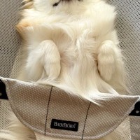 赤ちゃんのバウンサーを羨ましそうに見つめる犬→乗せてあげた結果…想像を超える『表情』が154万表示「とろけてて草」「おてて可愛すぎるｗ」