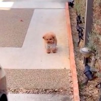 しばらく入院することになった女性→大きな荷物を抱えて外に出たら、犬が待っていて…胸打たれる光景が89万再生「涙が出た…」「なんて健気」